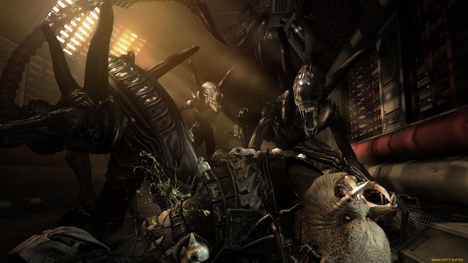 aliens, vs, predator, , , requiem
